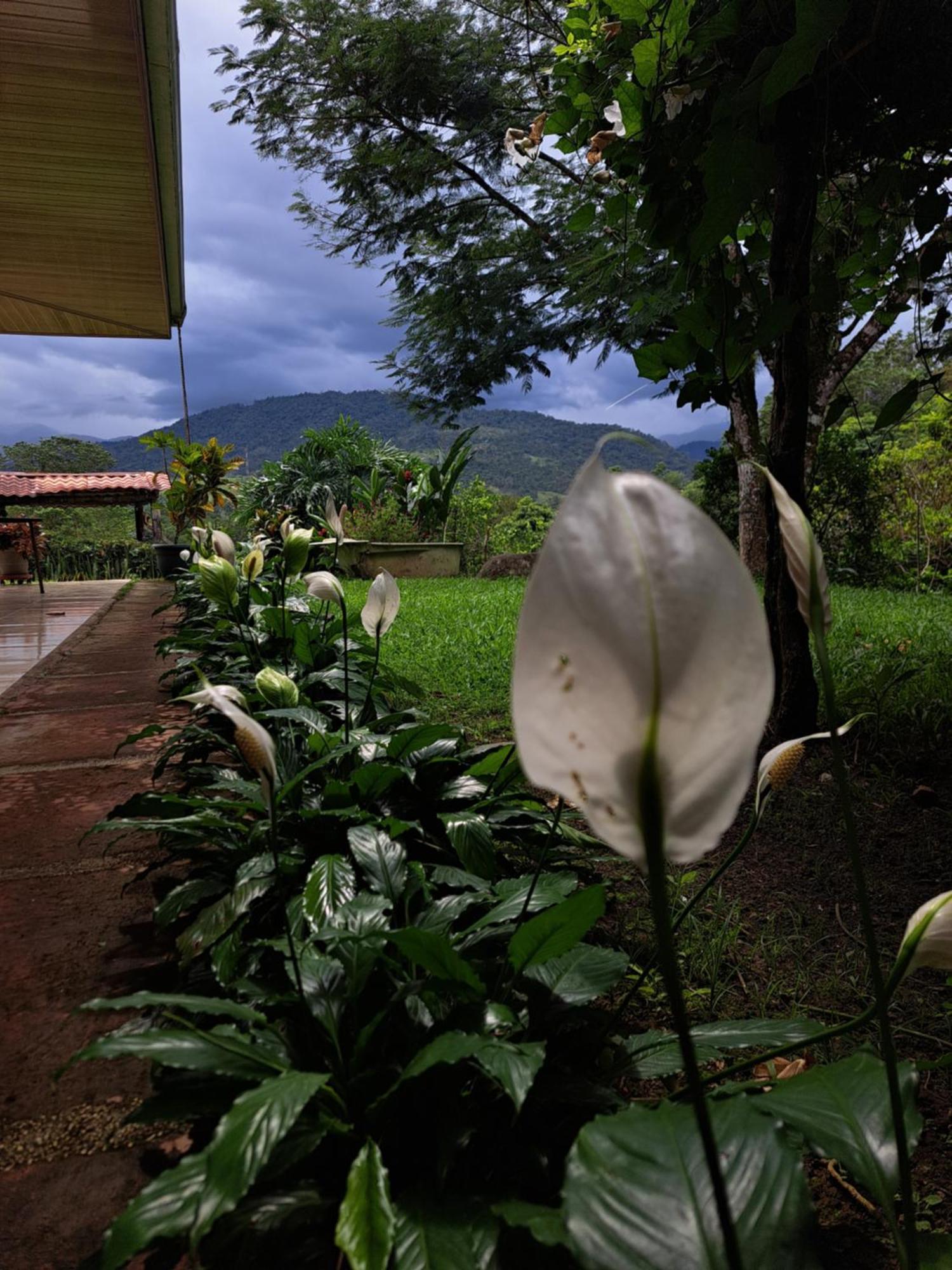 Hospedaje Luis & Ana Pejibaye Esterno foto
